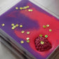 Razz berry Vanilla Cake Wax Melt Clamshell by Southern Skye Beauty